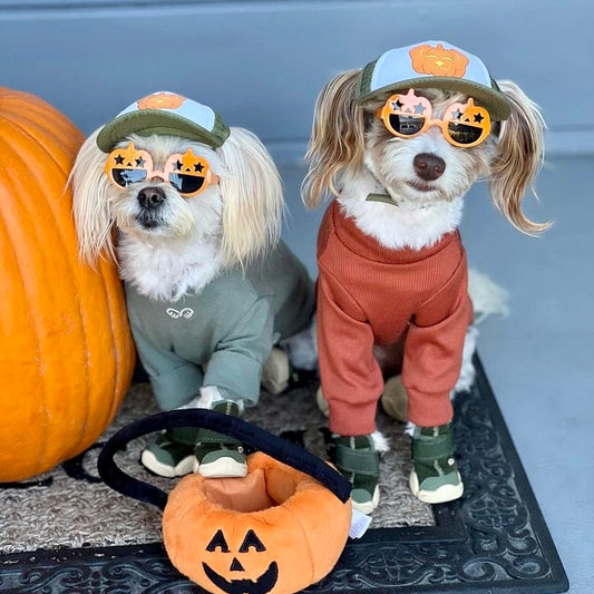 Navigating the End of Daylight Saving Time with Your Pup