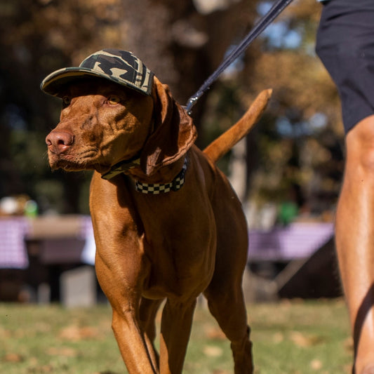 My Dog Won't Wear a Hat - Until Now