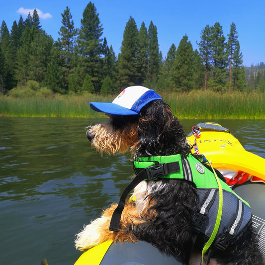 How to Train Your Dog to Wear Gear Using Positive Reinforcement