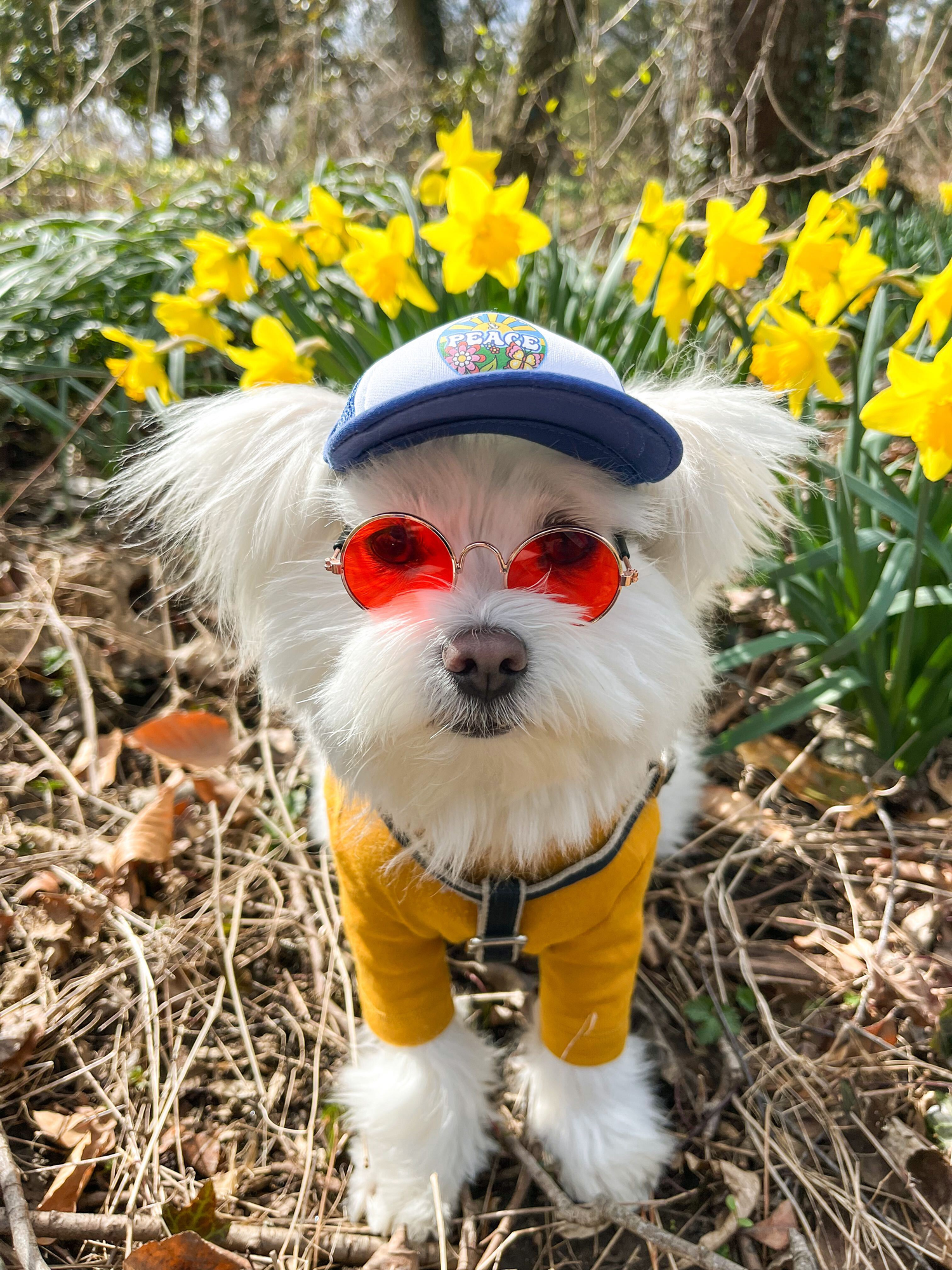 Small white dog in Retro PupLid featuring Retro styled glasses 