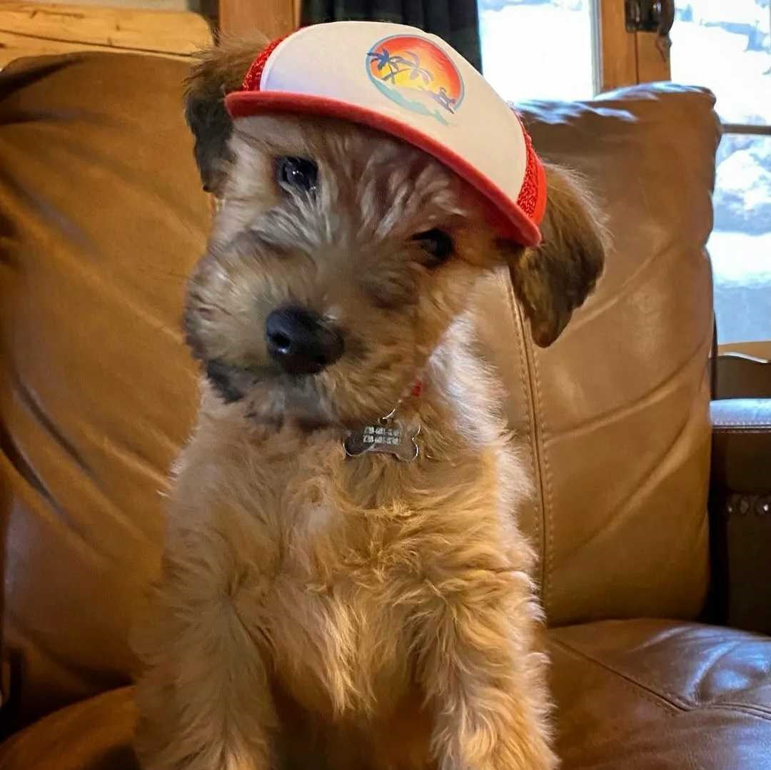 Cute wheaten terrier wearing a dog hat - brand: PupLid Dog Hat
