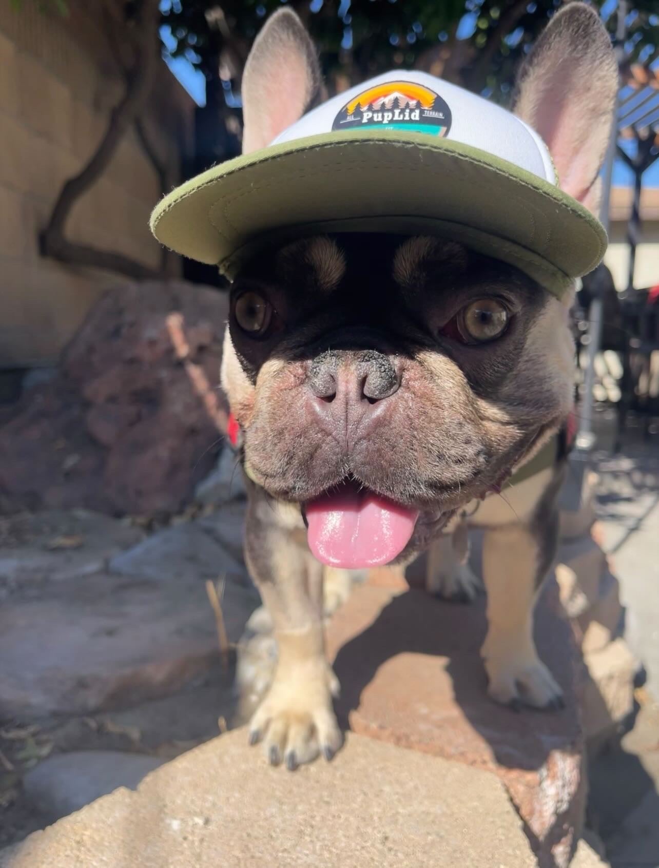 Cute French Bulldog wearing a dog hat - brand: PupLid Dog Hat