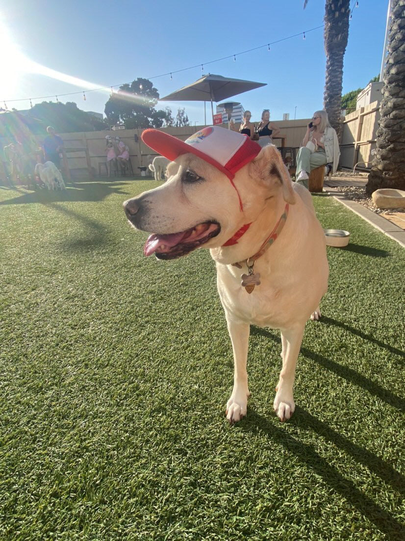 Cute Yellow Lab Labrador Retriever mix wearing a dog hat - brand: PupLid Dog Hat