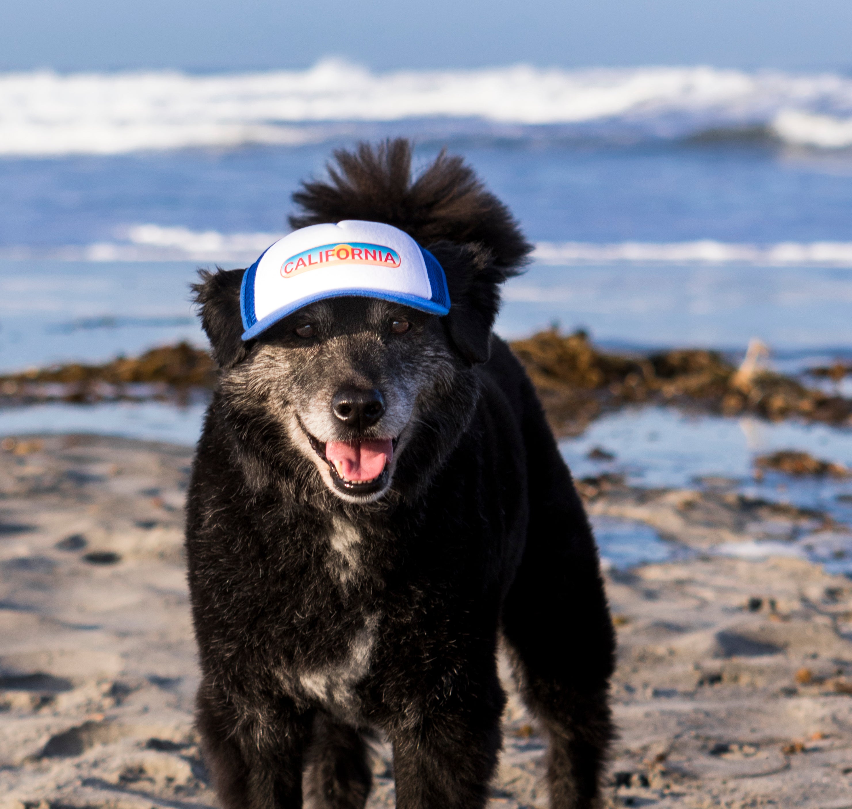 Cute Australian Shepherd Mix wearing a dog hat - brand: PupLid Dog Hat