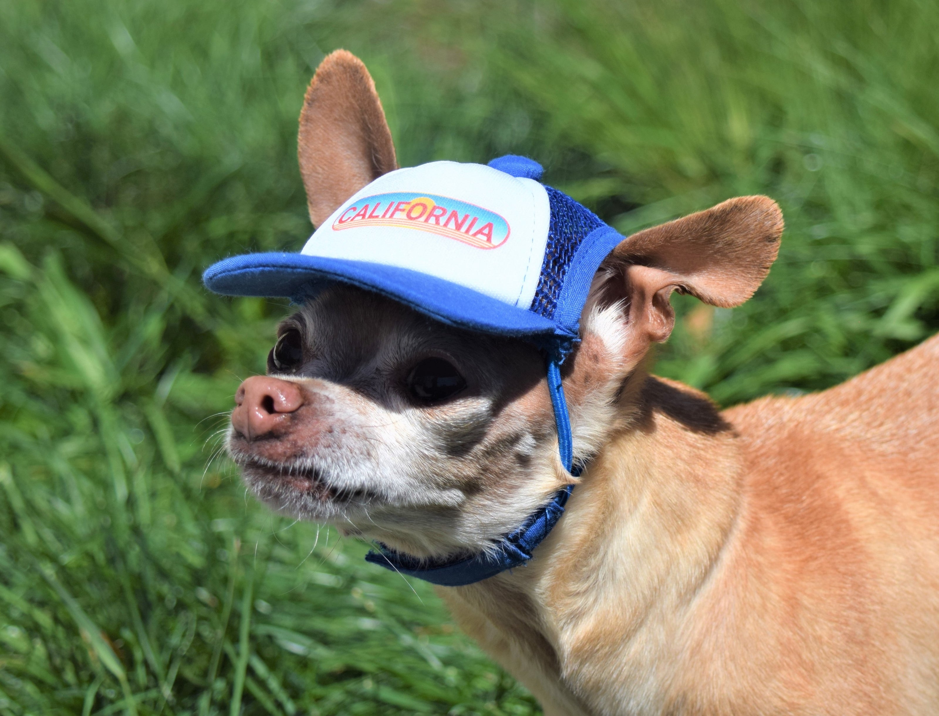 Cute chihuahua wearing a dog hat - brand: PupLid Dog Hat