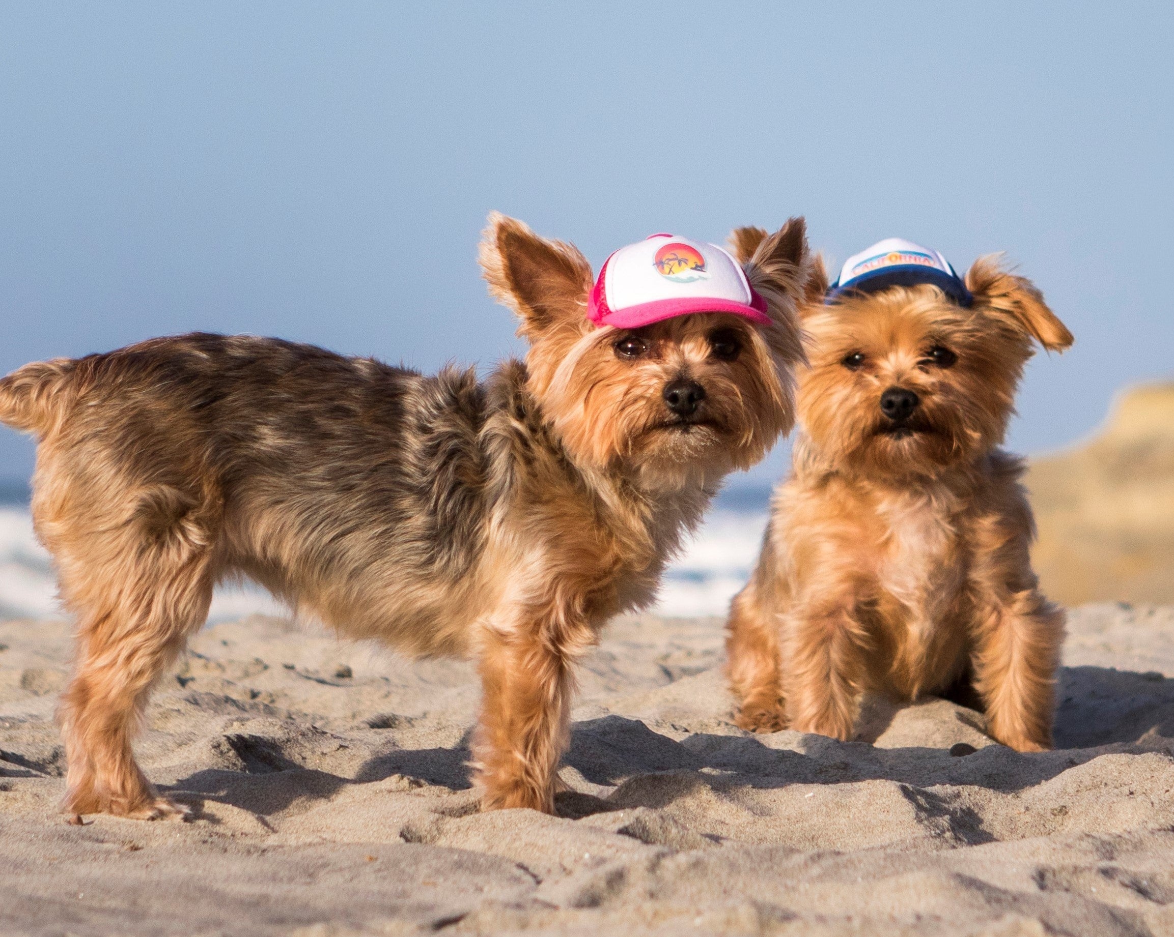 Yorkie beach bums wearing Tiny size PupLid dog hats on the beach