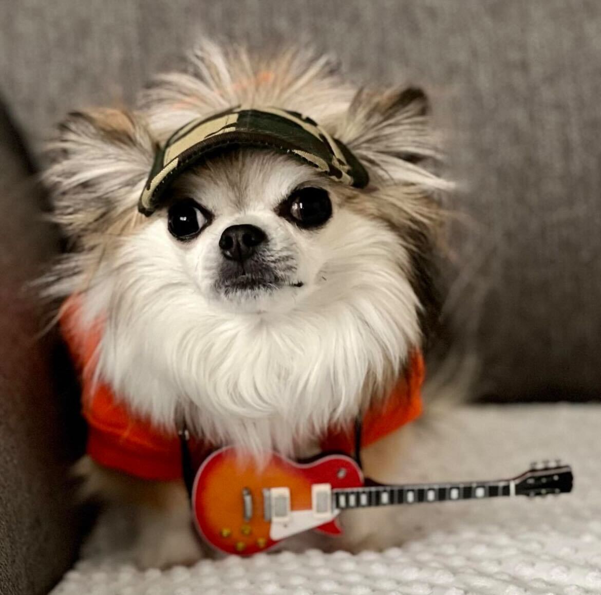 Cute longcoat chihuahua wearing a dog hat - brand: PupLid Dog Hat