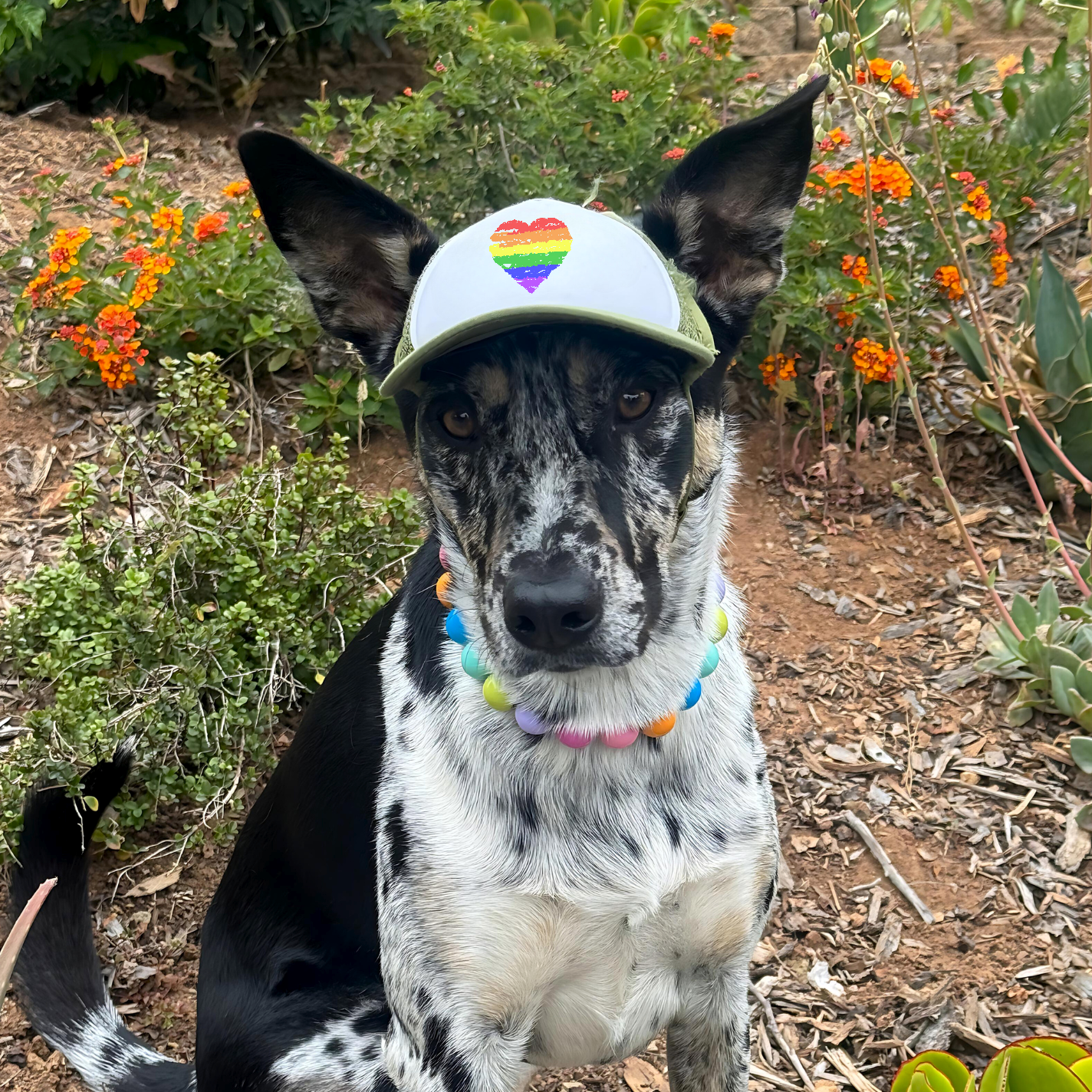 pride heart | pawsitive partner
