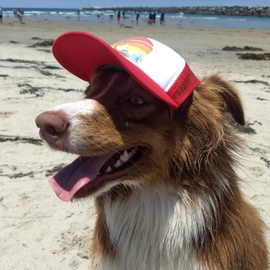 Cute Australian Shepherd on beach wearing a hat  - brand: PupLid Dog Hat