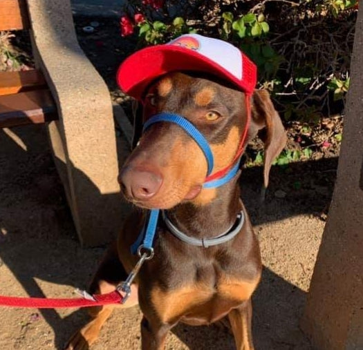 Cute Doberman wearing a dog hat - brand: PupLid Dog Hat