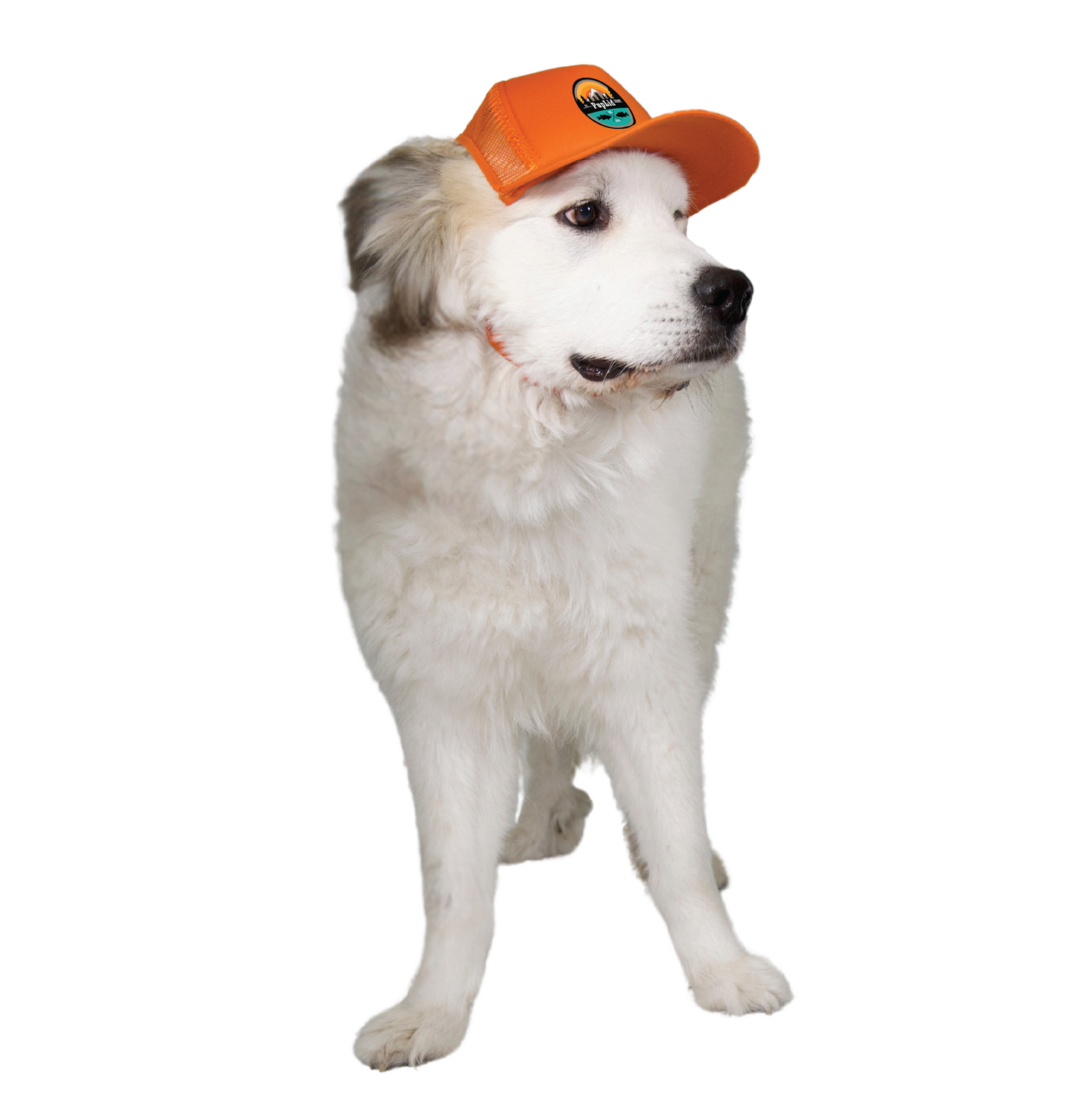 PupLid Sunset Designs | Size XL Dog Hat