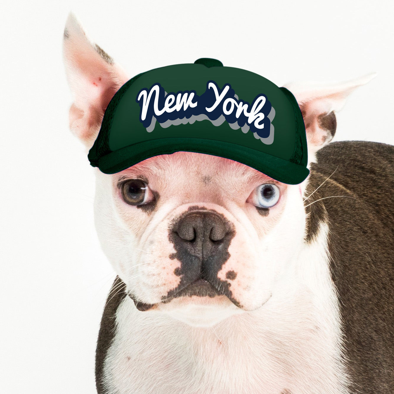 PupLid Cities & States | Solid Colors | Size XS Dog Hat