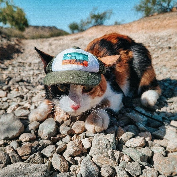 hike life cat hat