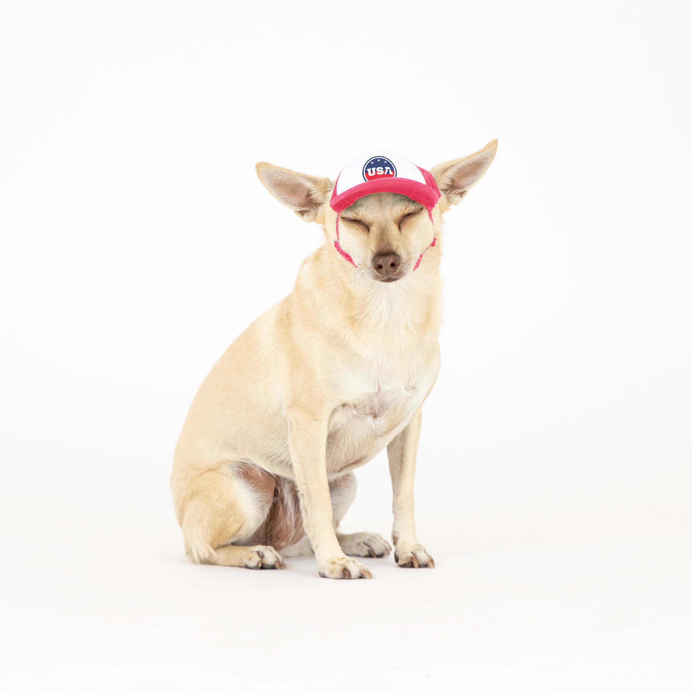 Tail Up Dog Striped Baseball Cap - Buddy's A Pet's Store