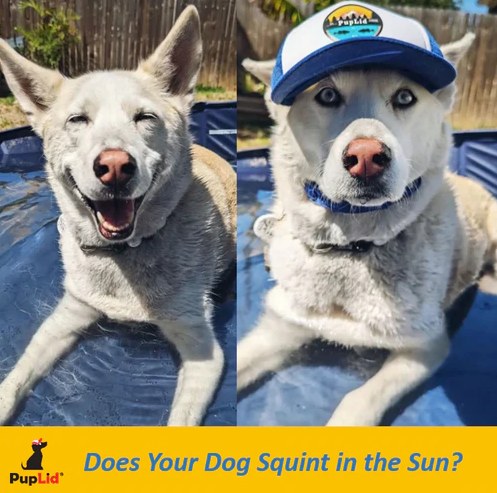 Sun Protection For Dog Eyes: It's Important! 
