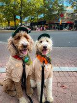 Spooky Season with PupLid: Easy Halloween Costume Ideas for Your Pup