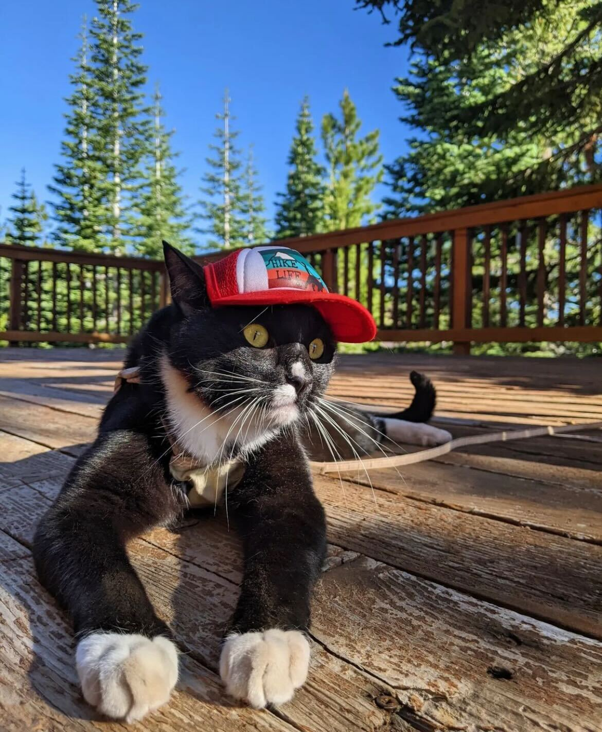 puplid cat hats