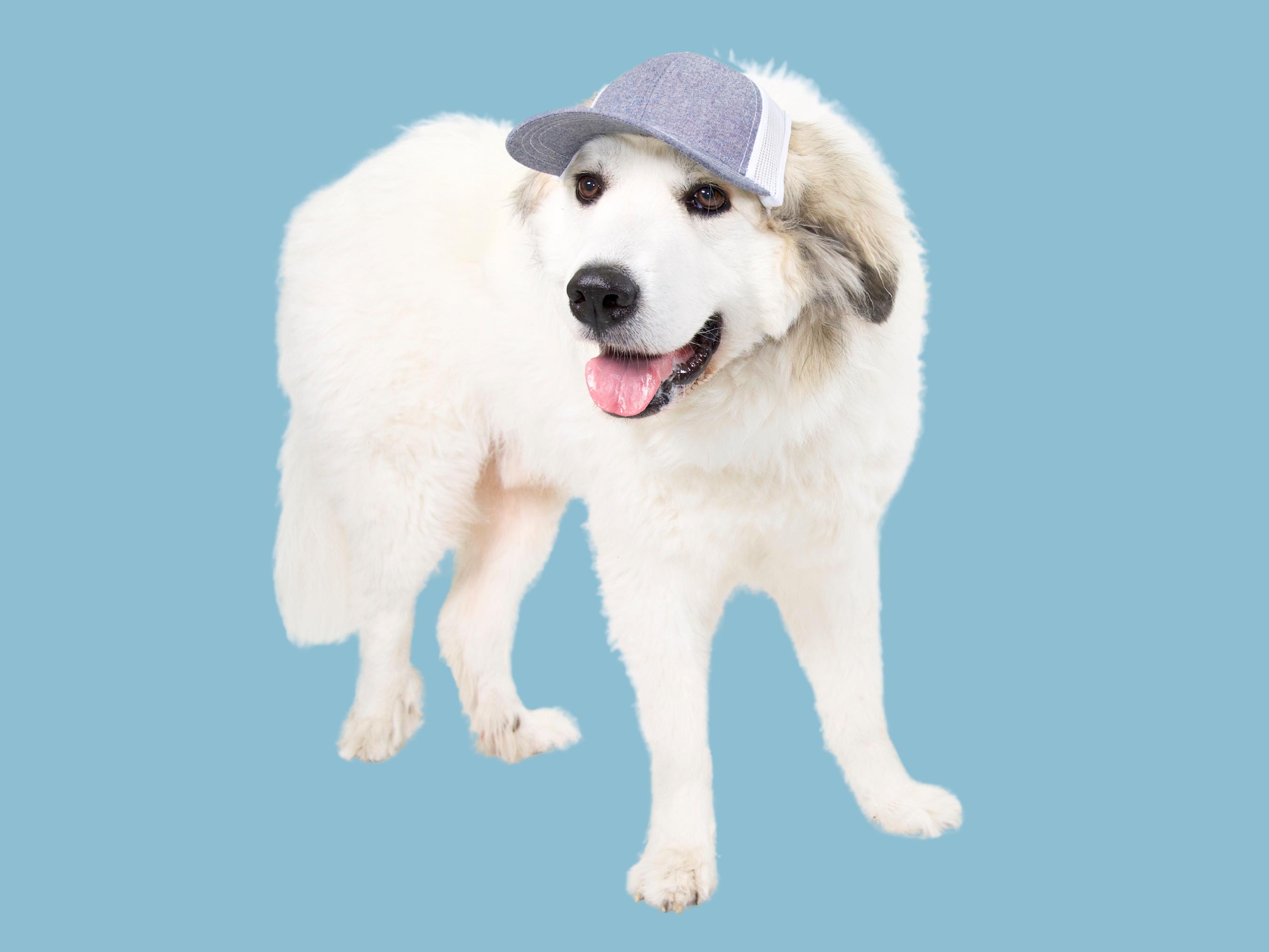baseball caps