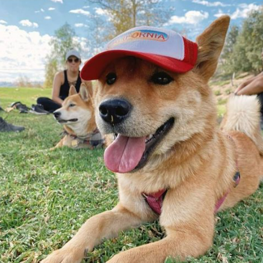 Dog top baseball cap
