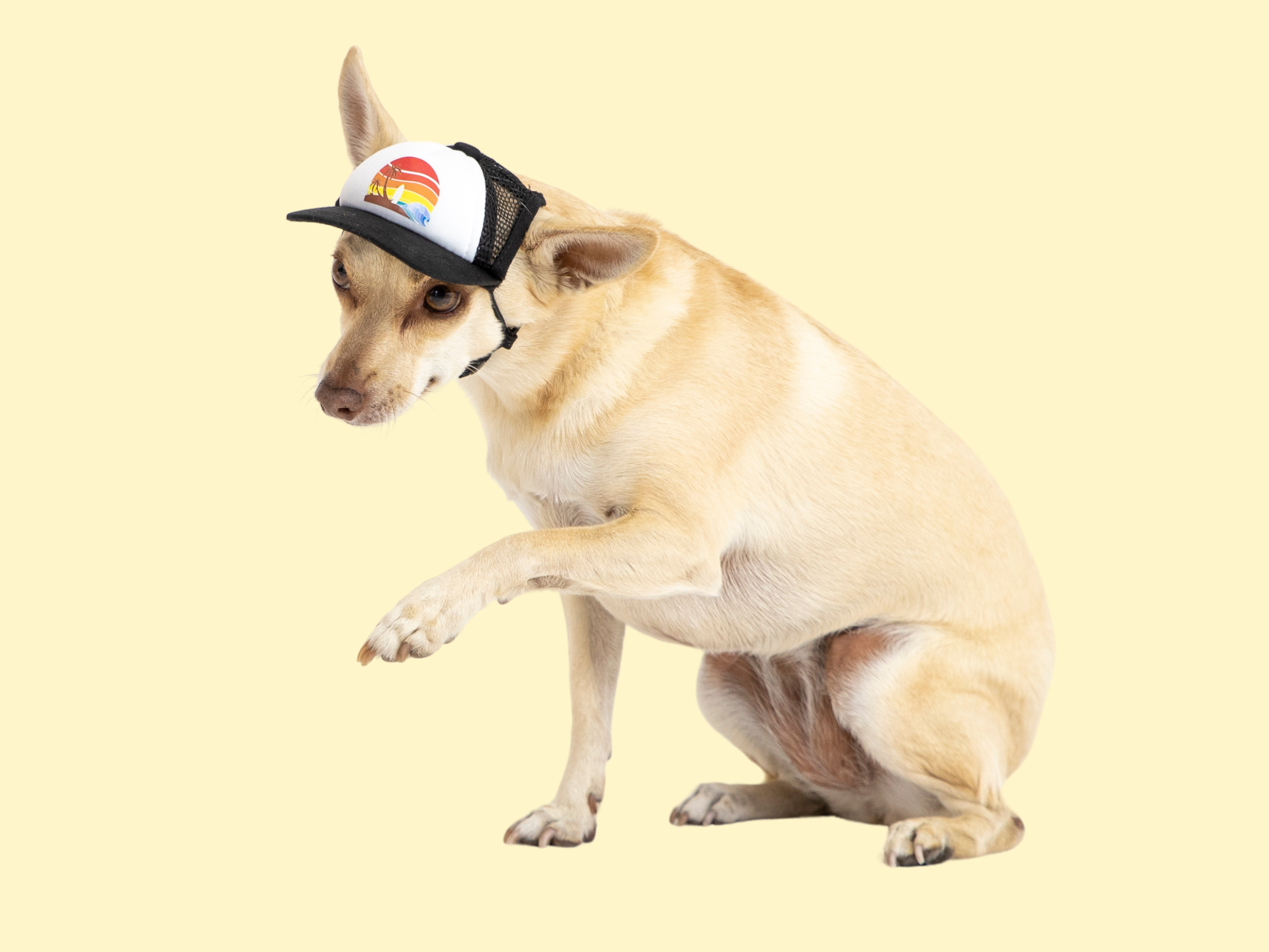 foam trucker hats