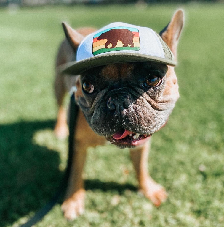 Dog with baseball hat online