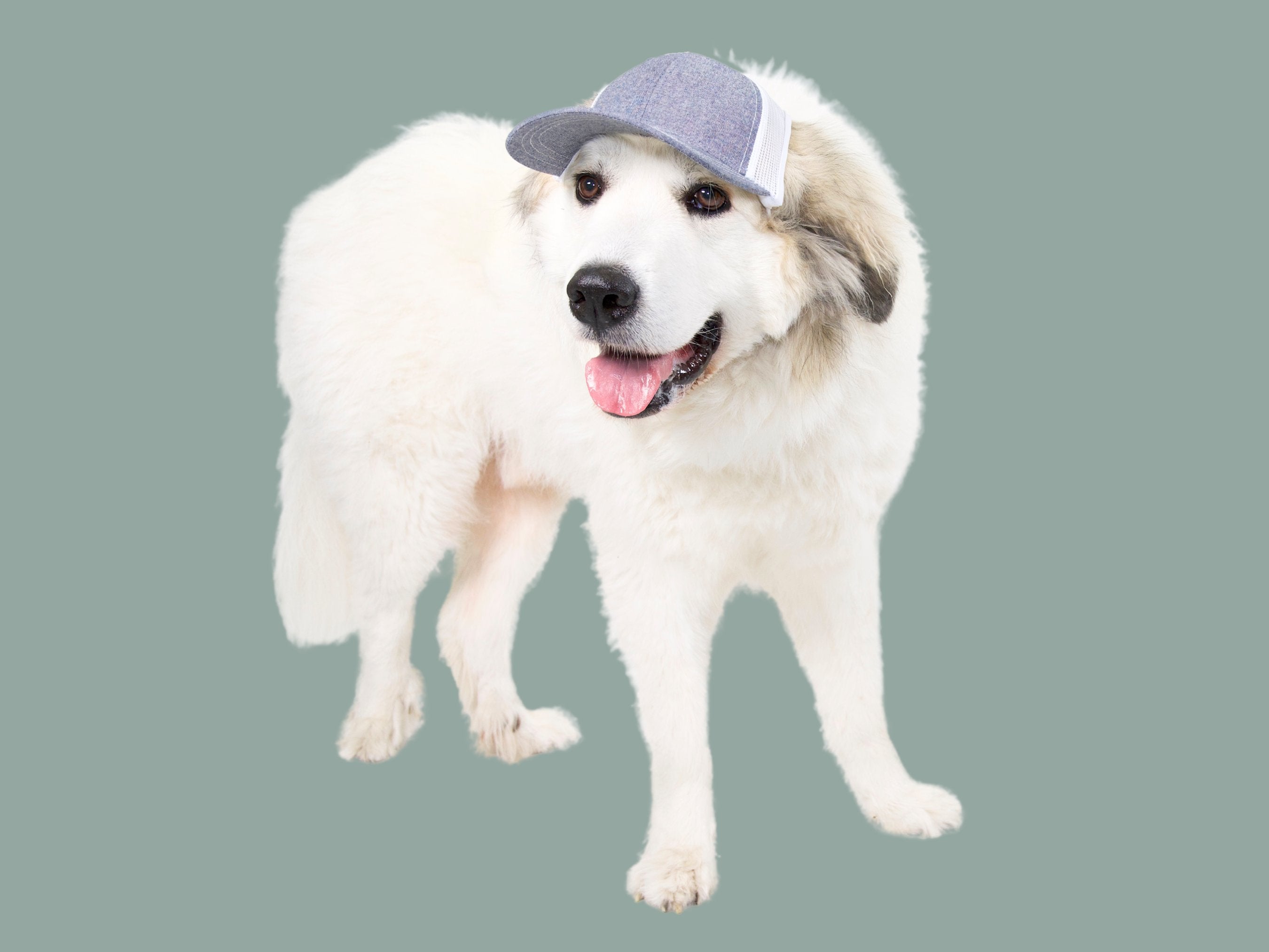 baseball caps