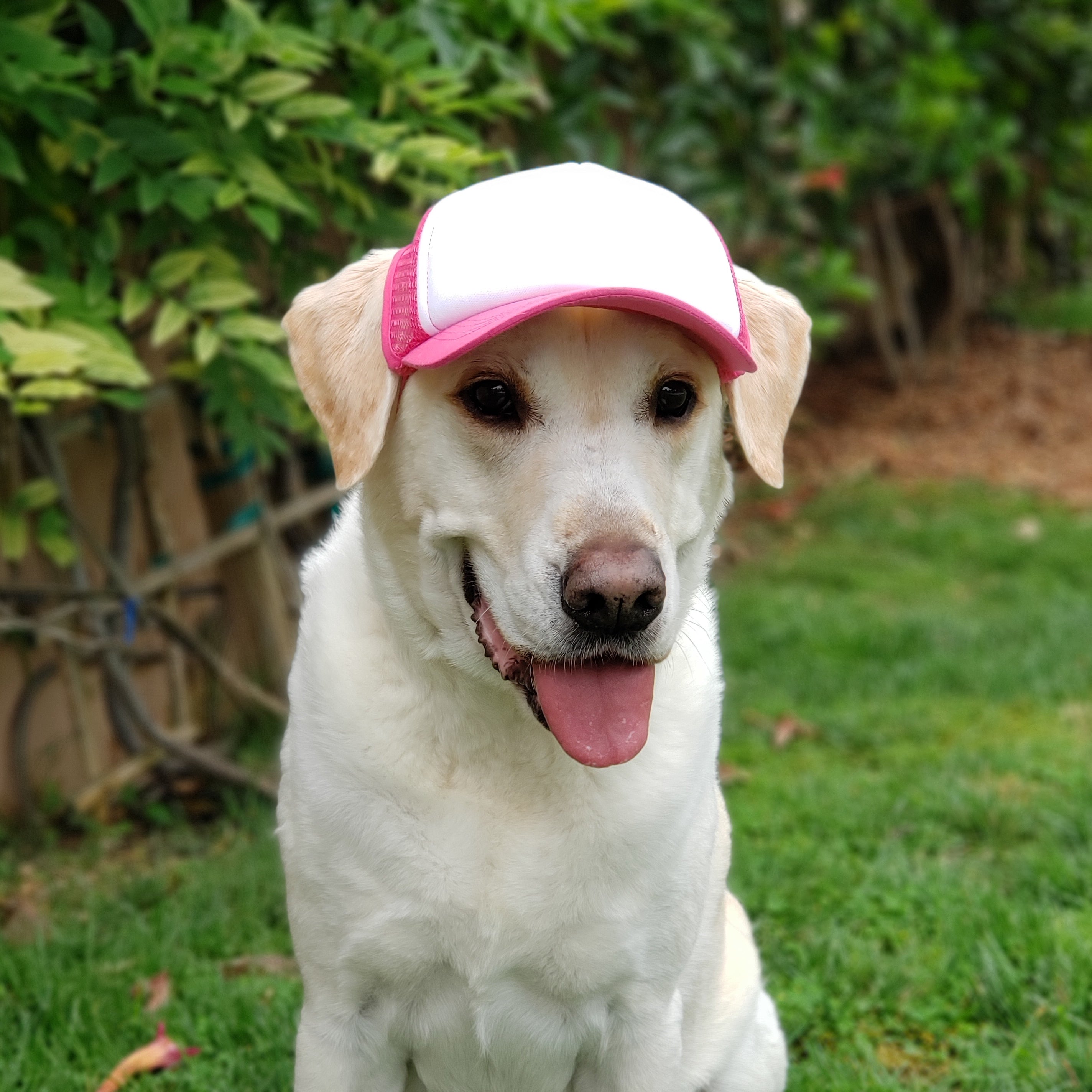 DIY PupLid Trucker Hats White Foam All Sizes