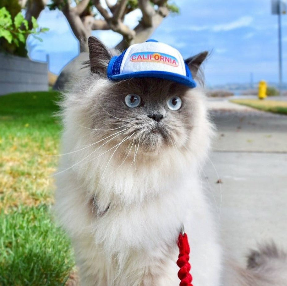 Cute Himalayan cat wearing a cat hat - brand: PupLid Dog Hat
