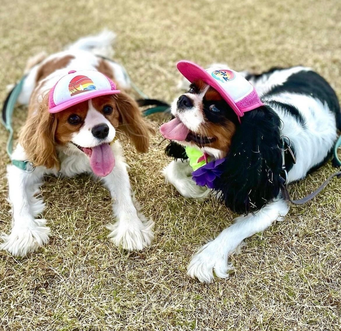 Cute Cavalier King Charles wearing a dog hat - brand: PupLid Dog Hat