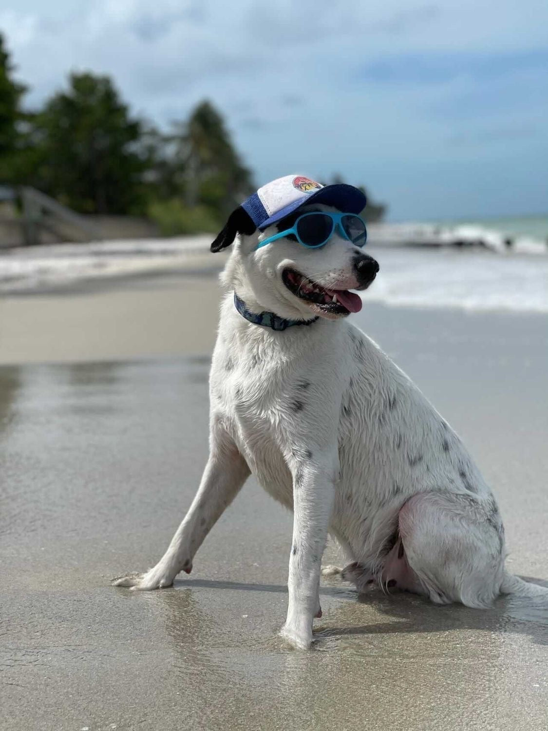 Cute Potcake Caribbean Island Dog wearing a dog hat - brand: PupLid Dog Hat