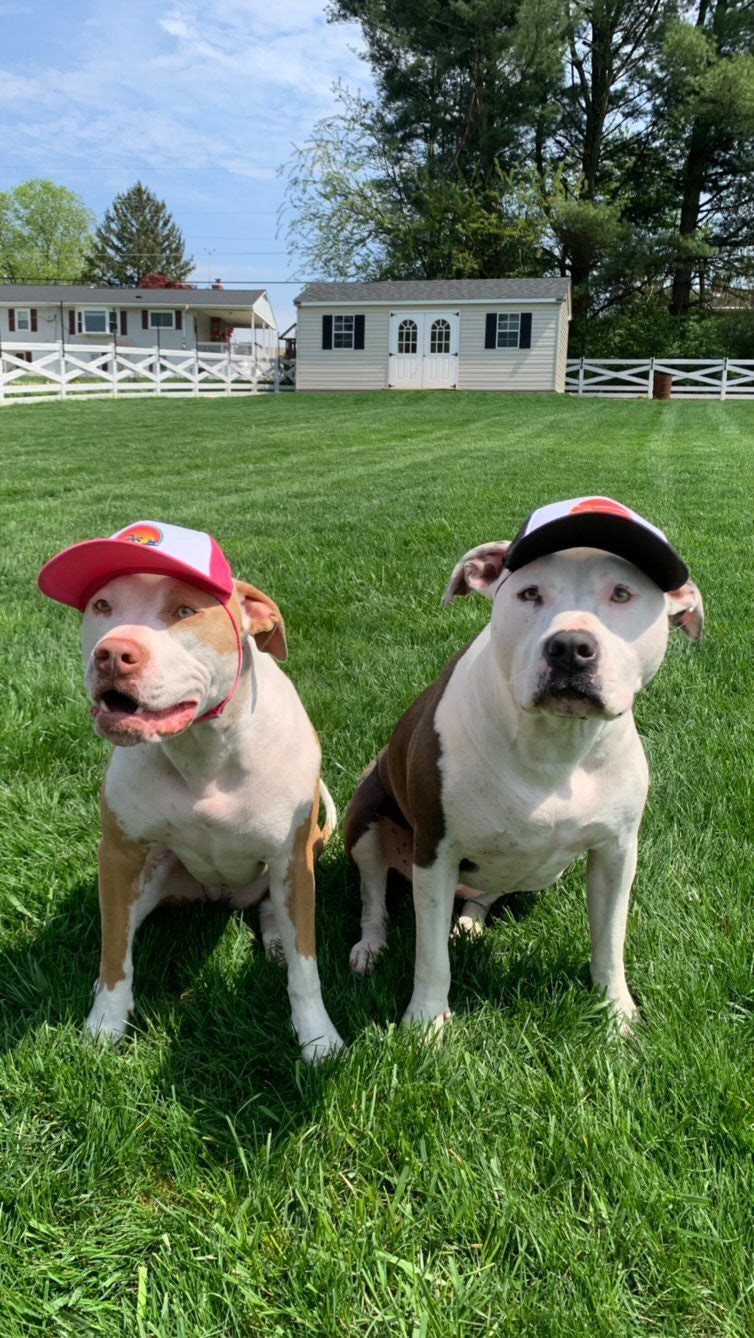 Cute American Bully Pitties wearing a dog hat - brand: PupLid Dog Hat