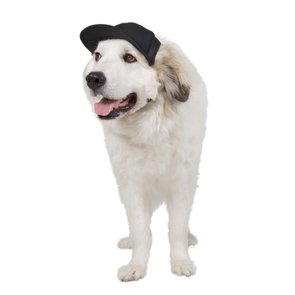 PupLid Baseball Cap | Size XL Dog Cap