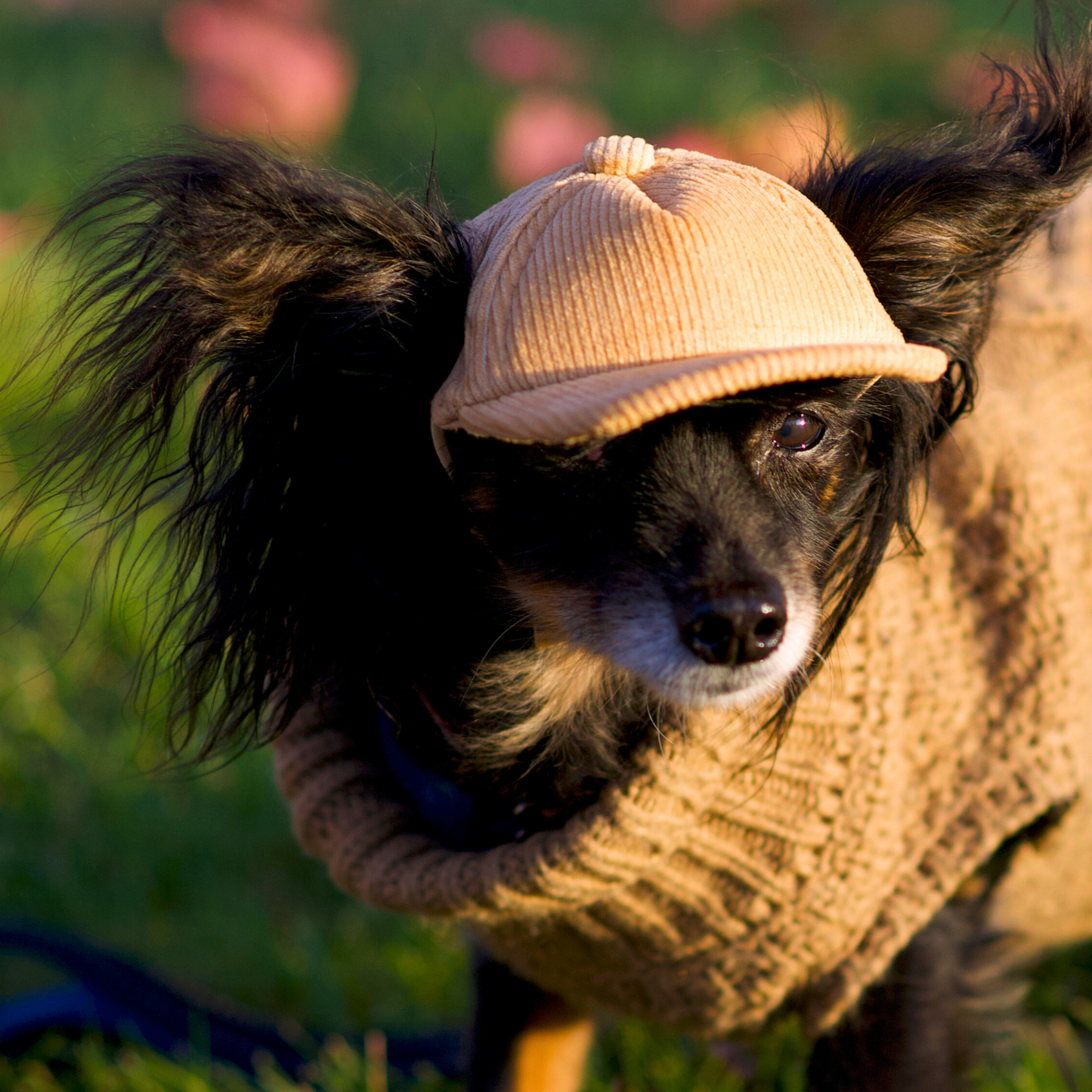 Corduroy Trucker Hats for Dogs | All Sizes