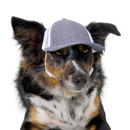 PupLid Baseball Cap | Size Medium Dog Cap