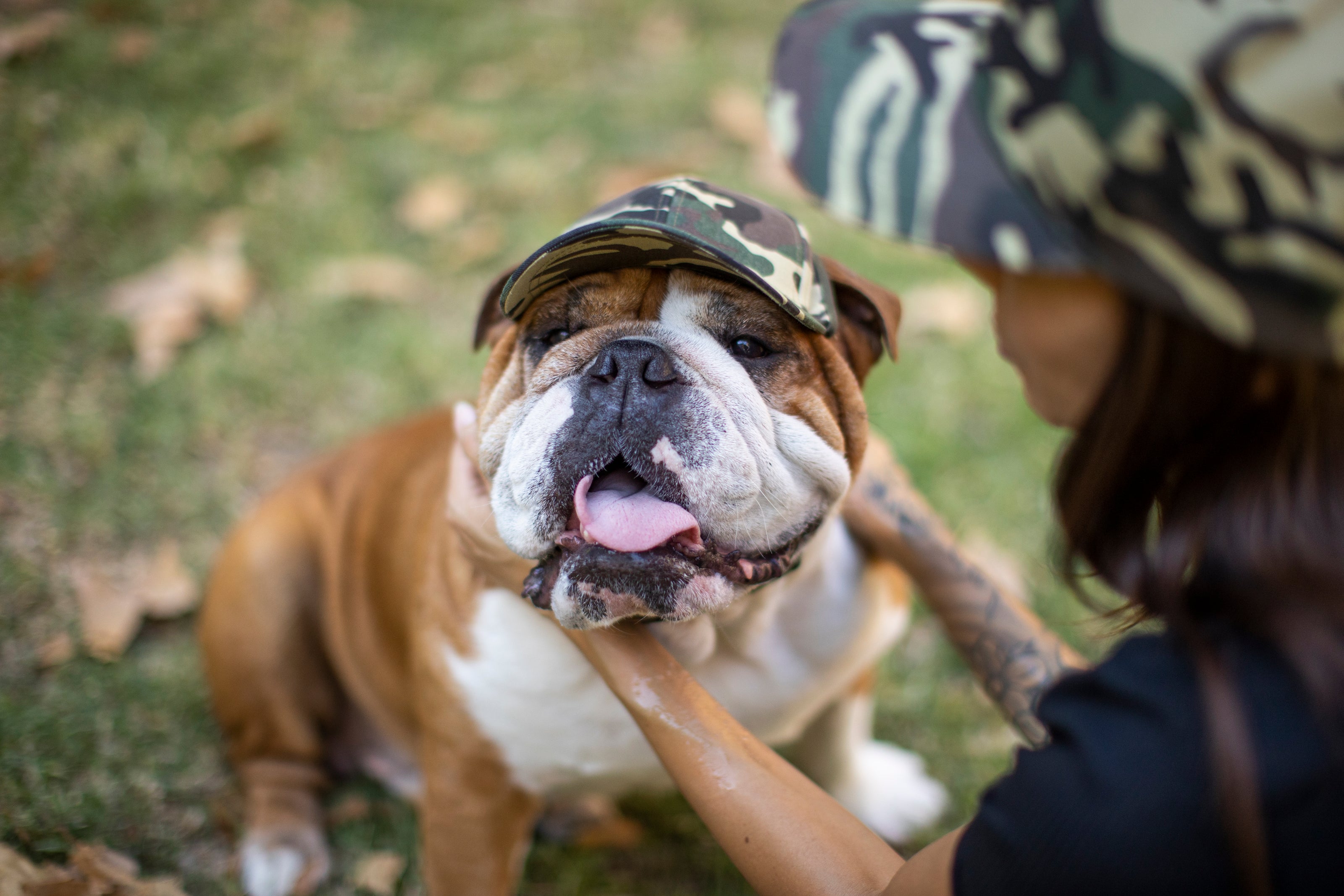 Large bulldog wearing camo baseball dog hat to match his mom. 