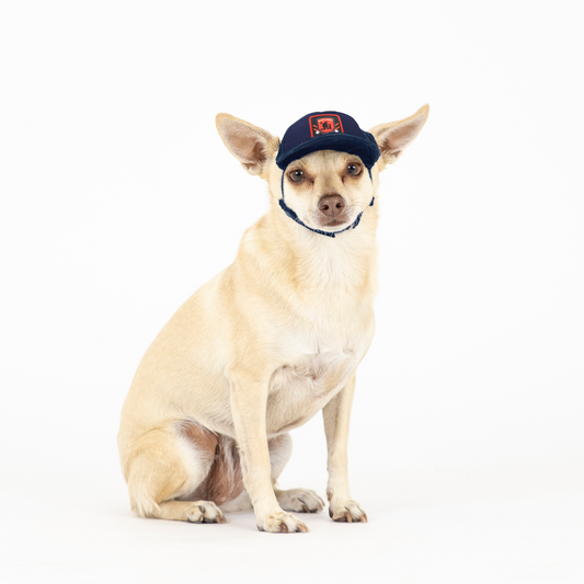 Shelter to Soldier x PupLid | Size XXS Dog Hat