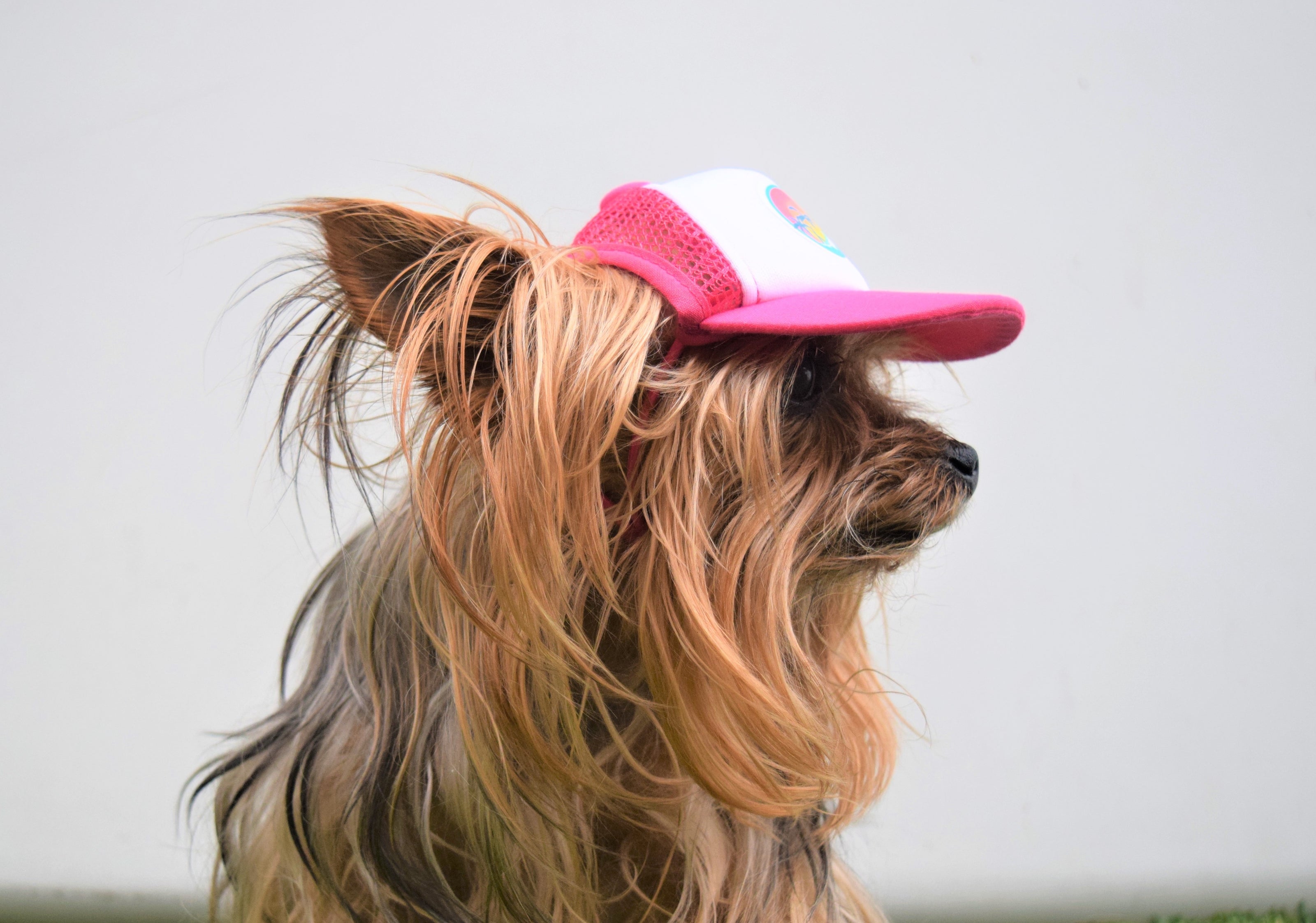 Cute yorkshire terrier wearing a dog hat - brand: PupLid Dog Hat