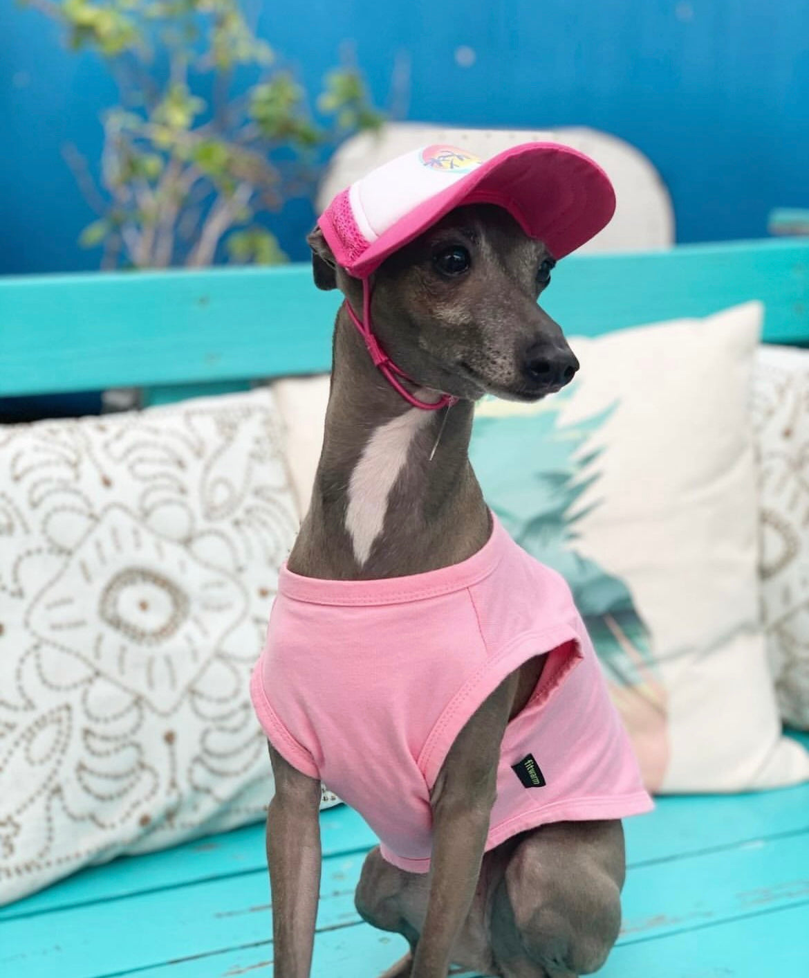 Cute Italian Greyhound wearing a dog hat - brand: PupLid Dog Hat