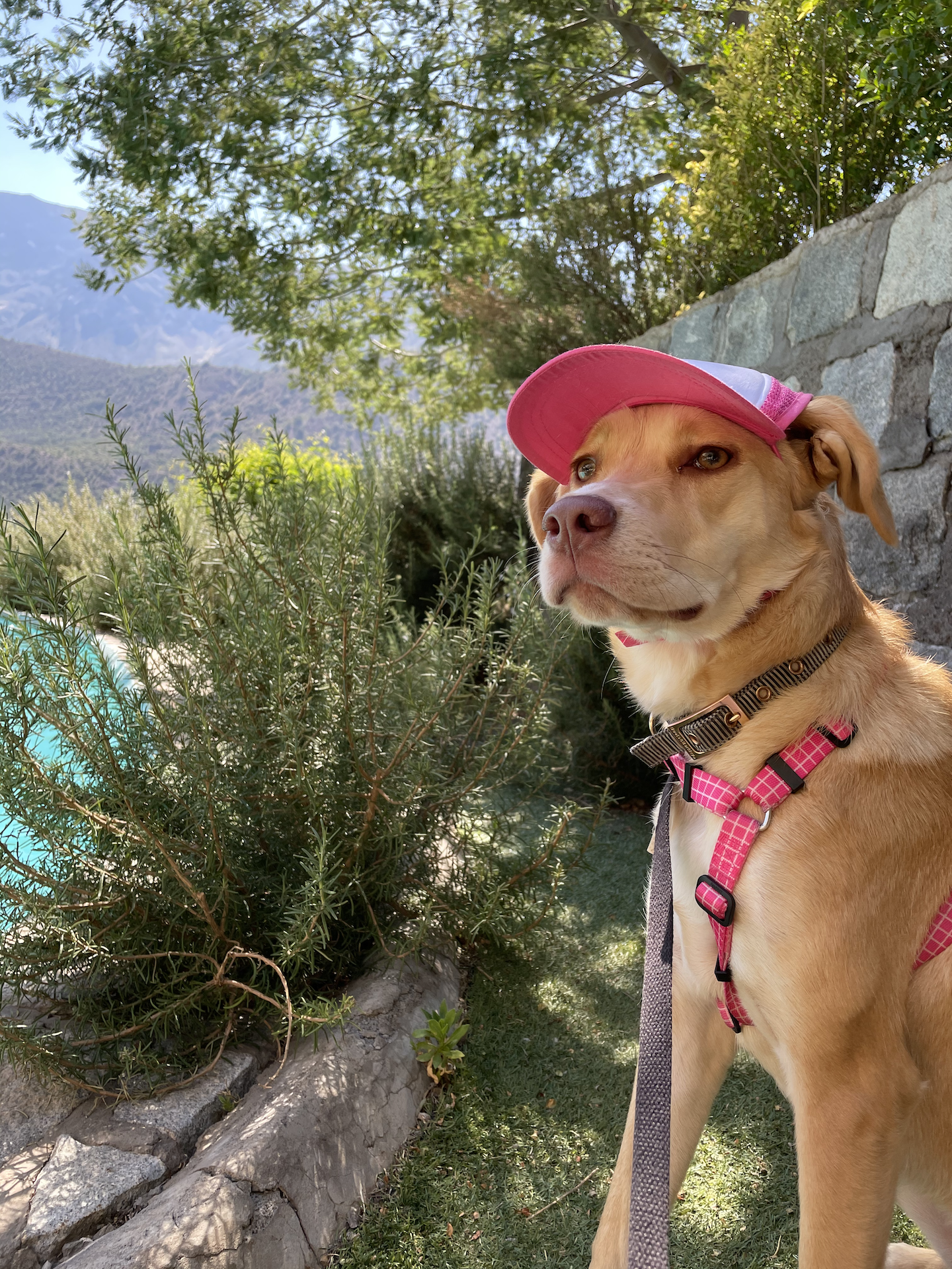 Merlot is a lab mix relaxing in the shade wearing a Small pink puplid dog hat 