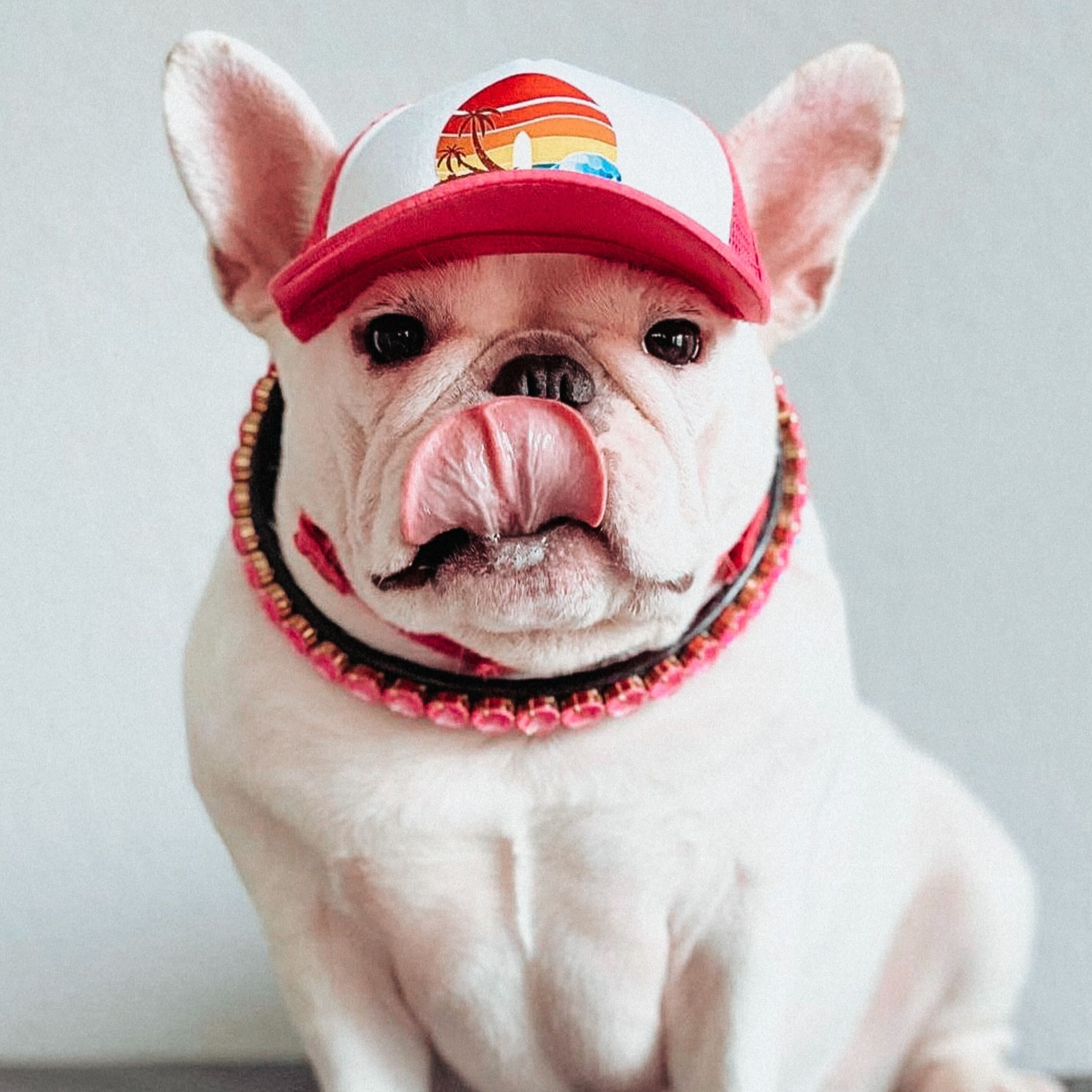 Cute French Bulldog, frenchie, wearing a dog hat - brand: PupLid Dog Hat