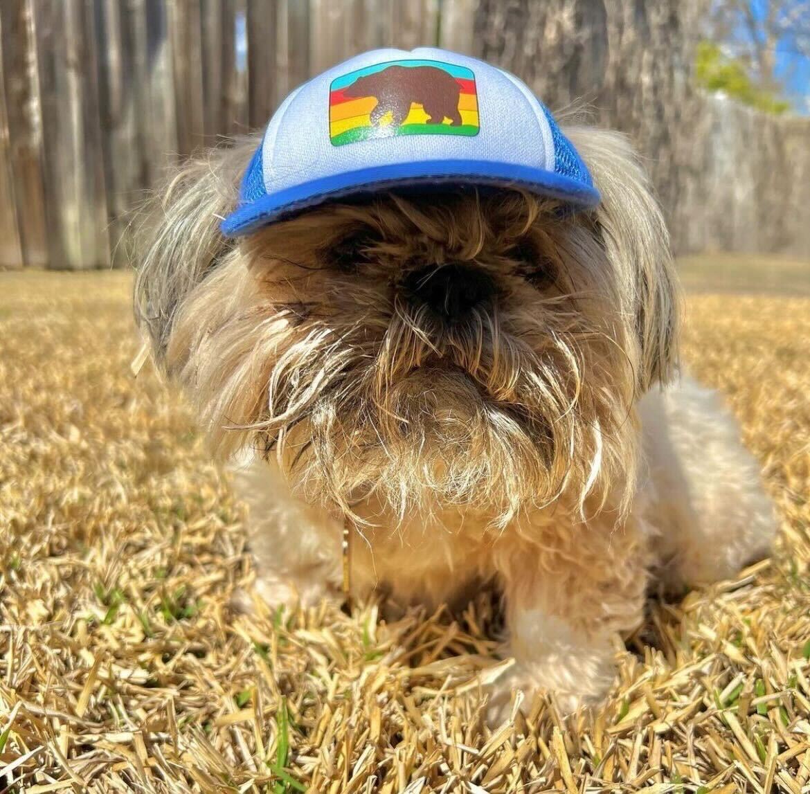 Cute Shih Tzu wearing a dog hat - brand: PupLid Dog Hat