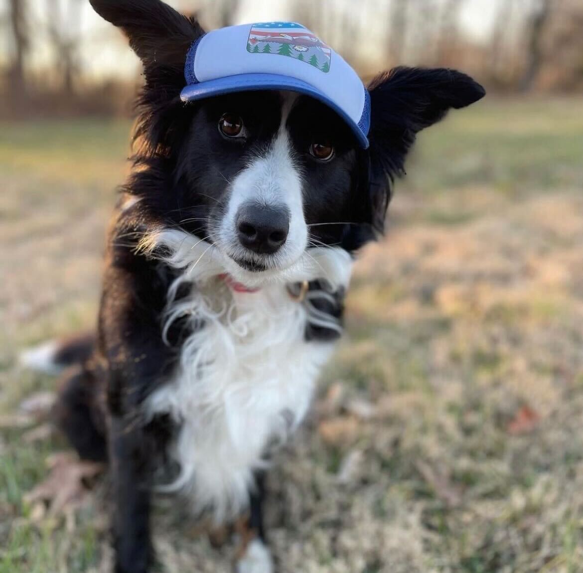 Cute Border Collie wearing a dog hat - brand: PupLid Dog Hat