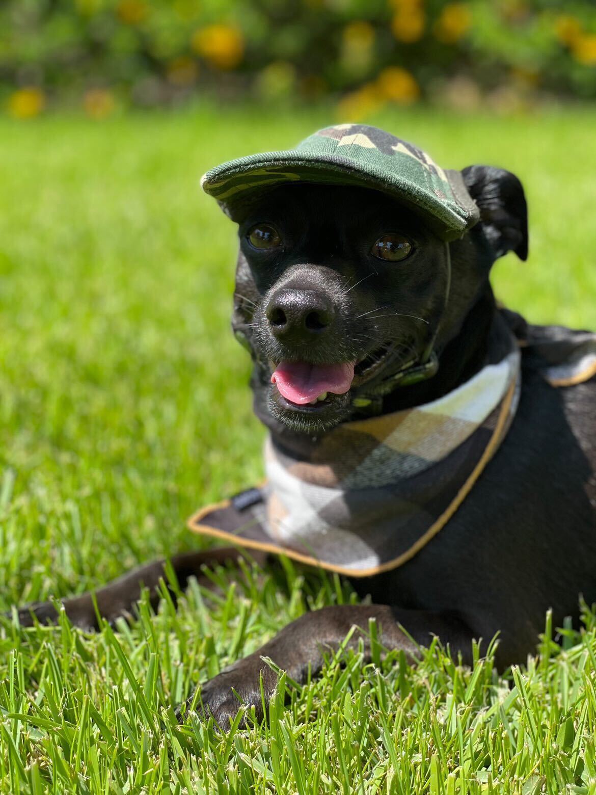 Cute chiweenie wearing a dog hat - brand: PupLid Dog Hat