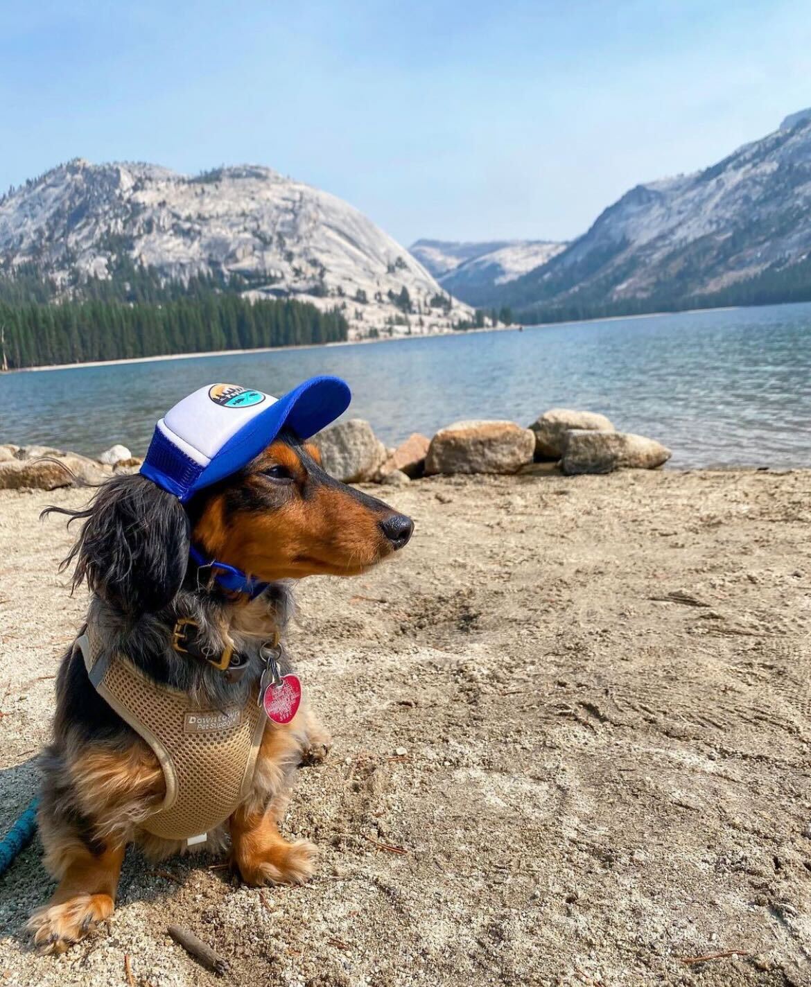 Cute long haired dapple dachshund wearing a dog hat - brand: PupLid Dog Hat