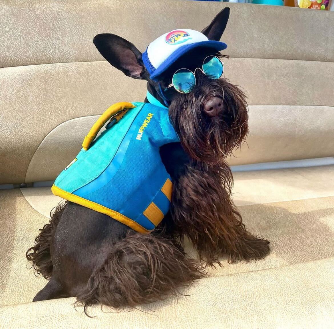 Cute Miniature Schnauzer wearing a dog hat - brand: PupLid Dog Hat