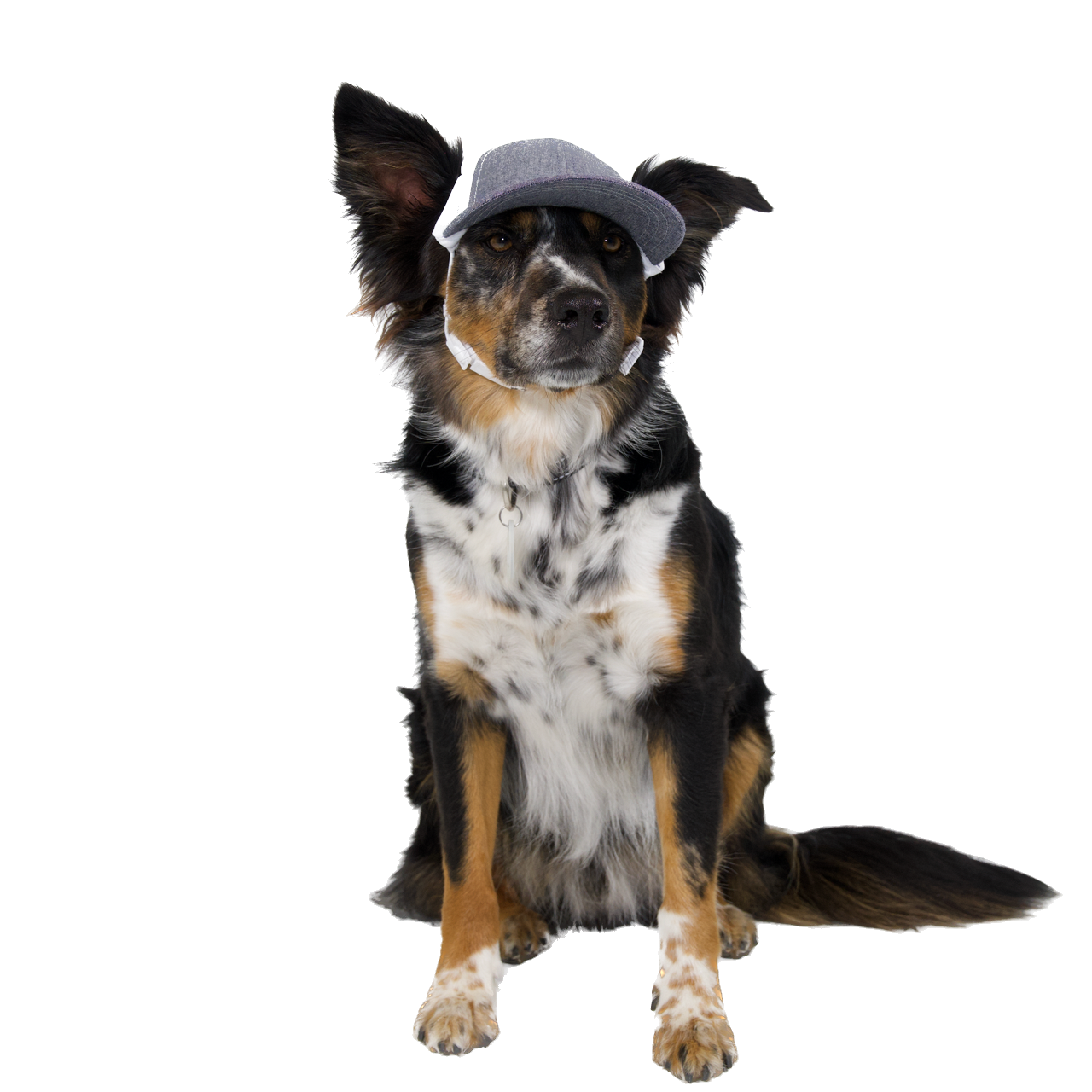 PupLid Baseball Cap | Size Medium Dog Cap