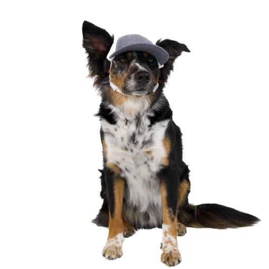 PupLid Baseball Cap | Size Medium Dog Cap