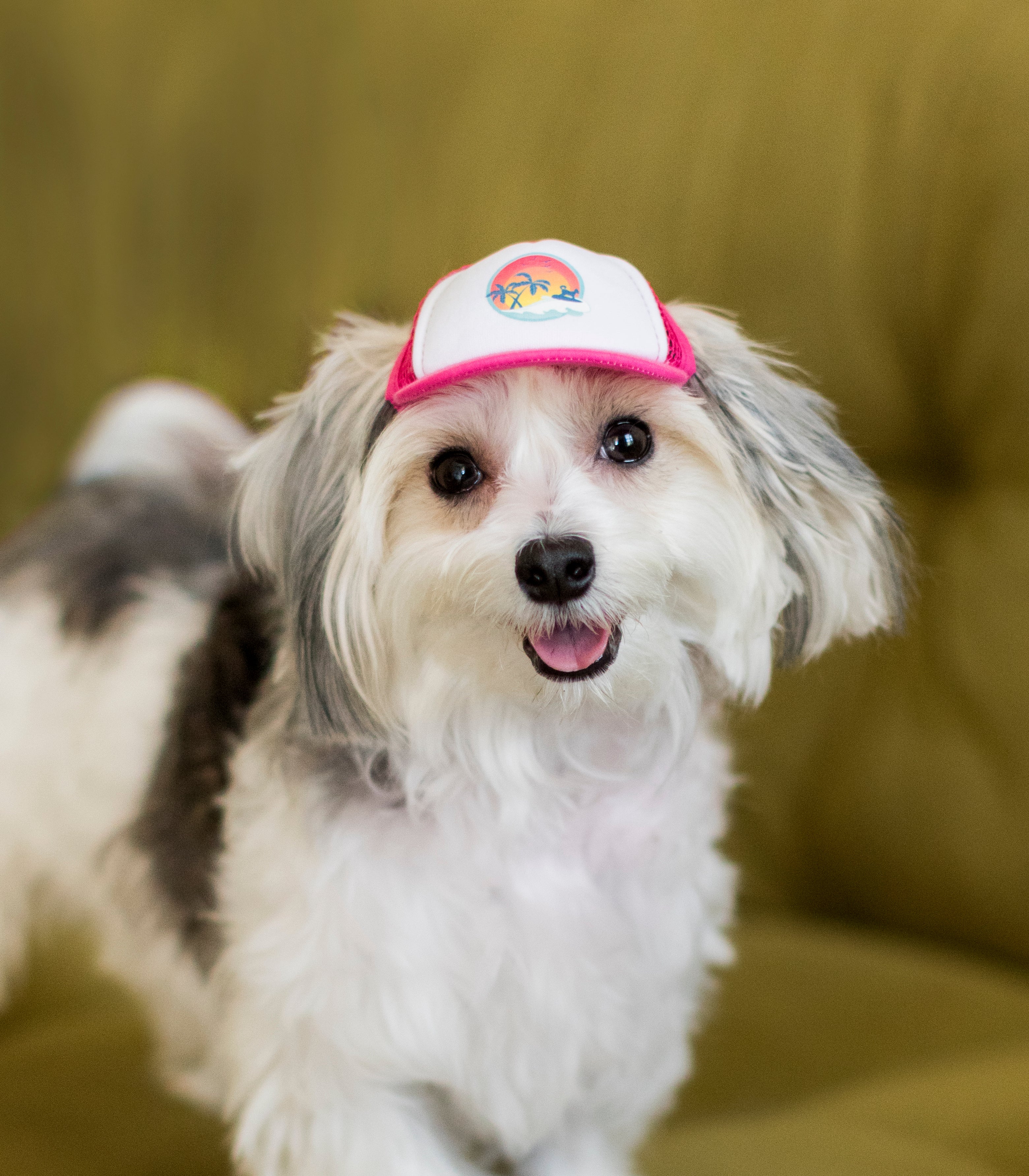 Cute morkie wearing a dog hat - brand: PupLid Dog Hat