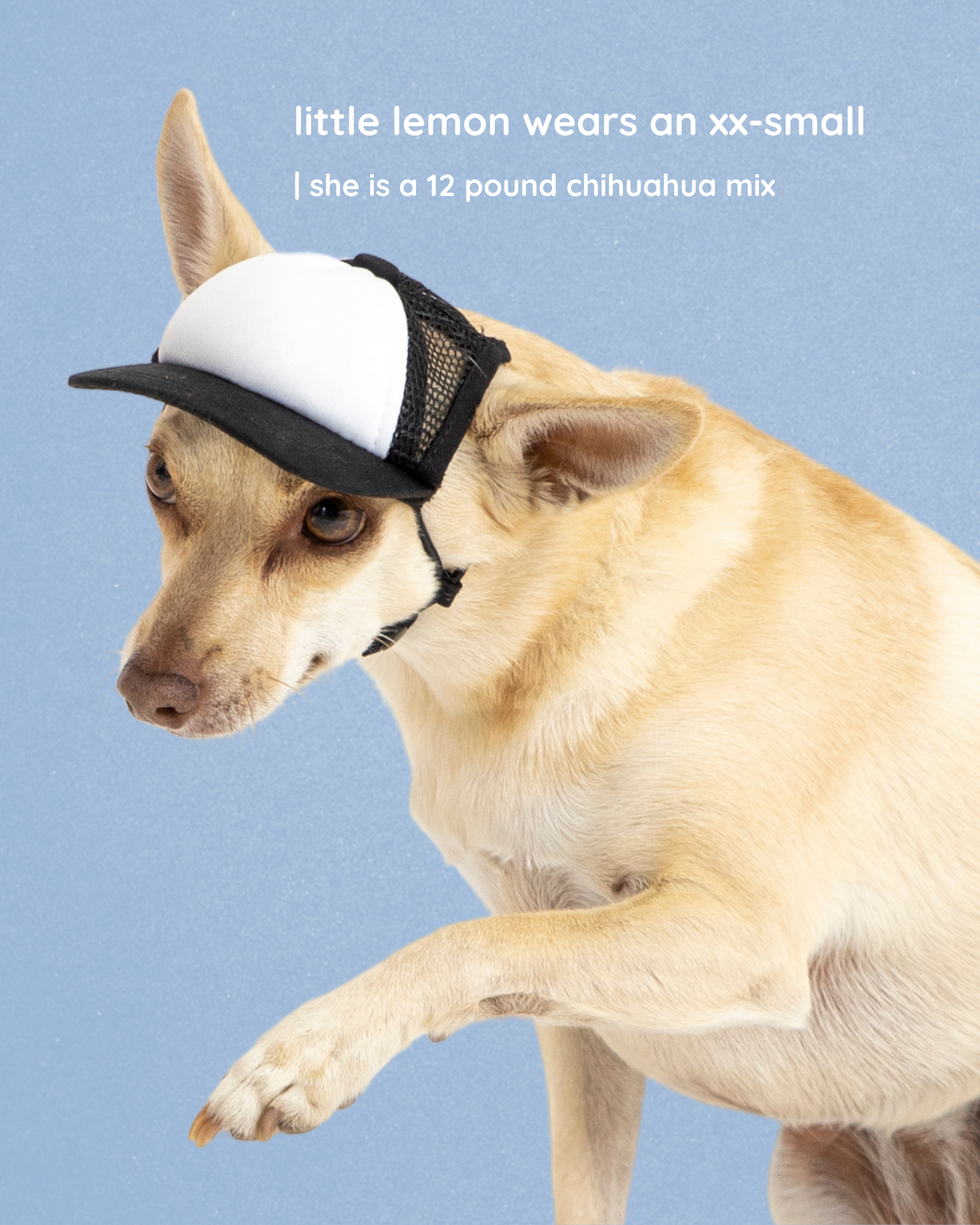 ocean vista dog dad