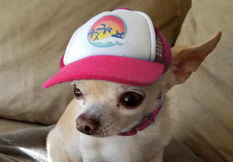 Cute chihuahua wearing a dog hat - brand: PupLid Dog Hat